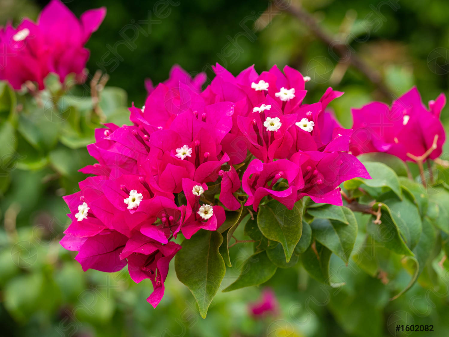 Bougainvillea pink color – Nursery A2Z & Agro Pvt Ltd Dhanbad